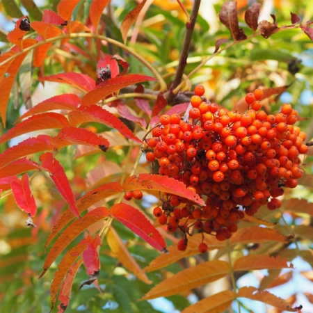 Рябина смешанная Додонг4