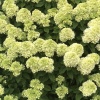 Гортензия метельчатая Little Lime2