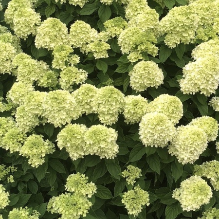 Гортензия метельчатая Little Lime2