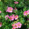 Лапчатка кустарниковая Lovely Pink