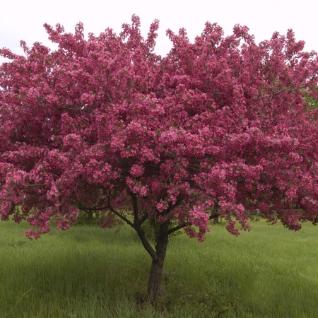 Яблоня декоративная Хелена2