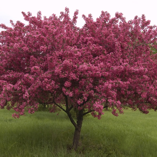 Яблоня декоративная Хелена2