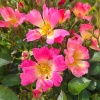 Роза 'Pink Drift'