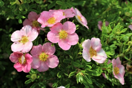 Лапчатка кустарниковая Lovely Pink