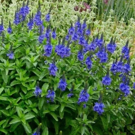 Вероника большая Роял Блю (Royal Blue)2