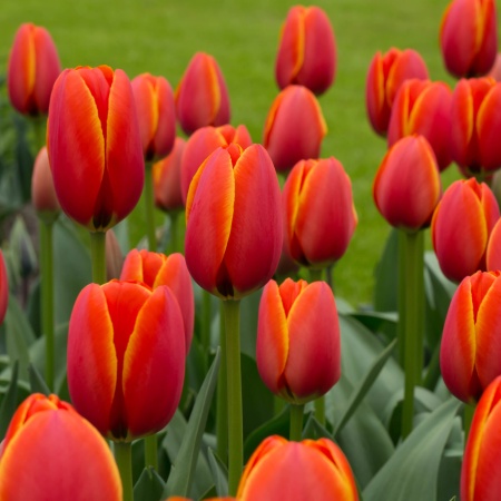 Тюльпан World's Favourite