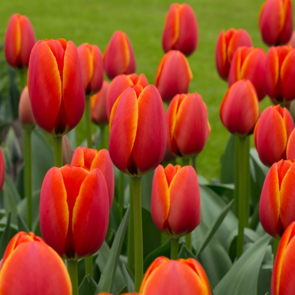 Тюльпан World's Favourite