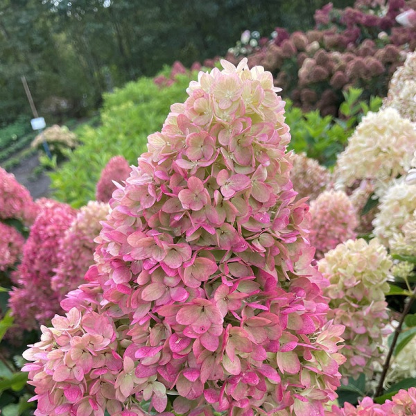 Гортензия метельчатая Redlight