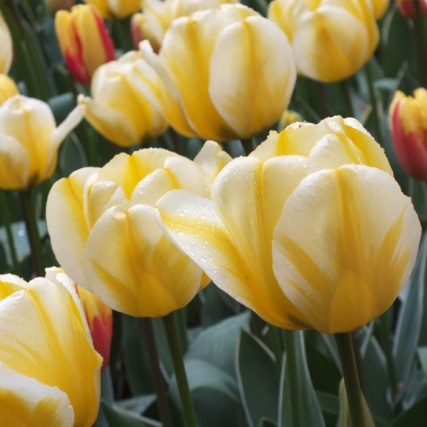 Тюльпан Jaap Groot2