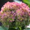 Гортензия метельчатая Little Lime