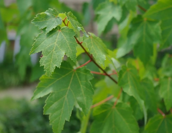 Клен Гиннала 4