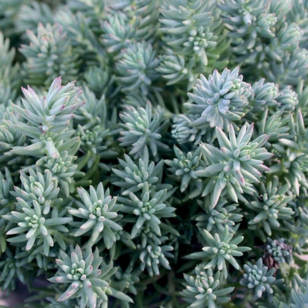 Седум серый2