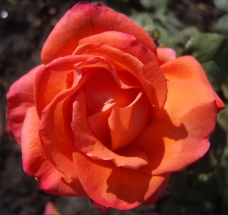 Роза чайно- гибридная Импульс