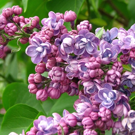 Сирень обыкновенная Ami_Schott2