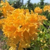 Рододендрон листопадный Golden Lights2
