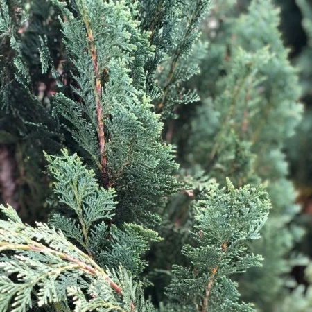 Туя западная Columna6