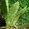Страусник обыкновенный (Папоротник)2