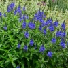 Вероника большая Роял Блю (Royal Blue)2 Вероника большая Роял Блю (Royal Blue)2