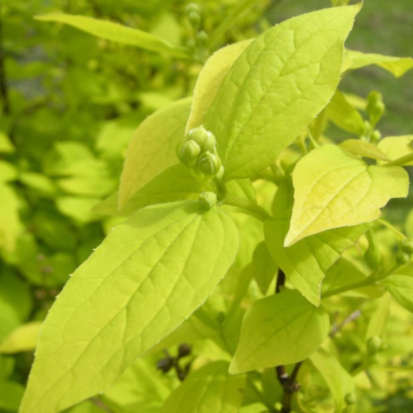 Чубушник Голден2