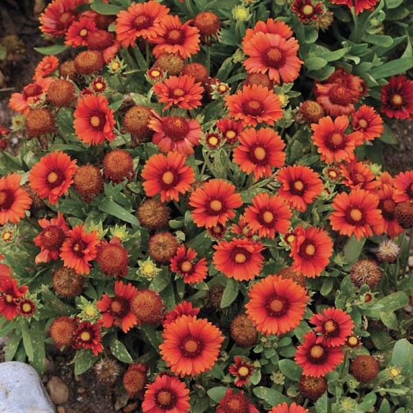 Гайлардия остистая 'Arizona Red Shades'3