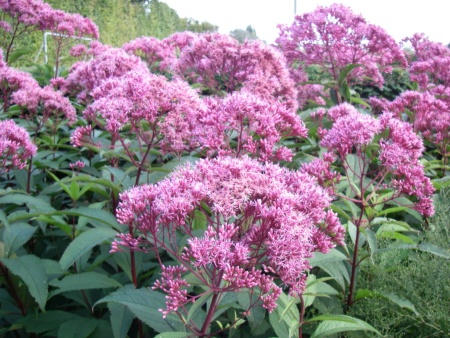 Посконник пятнистый Atropurpureum