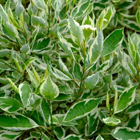 Дерен белый Sibirica Variegata3