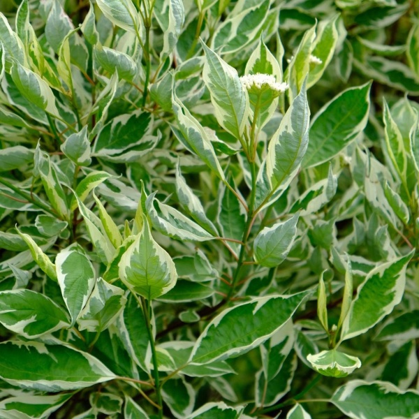 Дерен белый Sibirica Variegata3