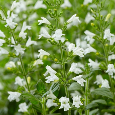 Душевик котовниковый Marvelette White2