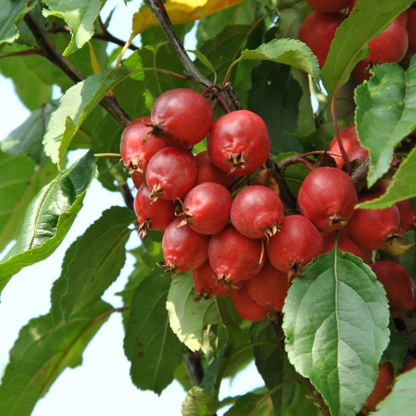 Яблоня декоративная Red Obelisk2