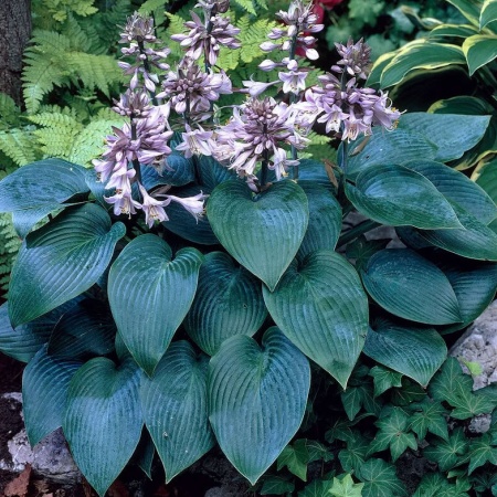 Хоста 'Canadian Blue'