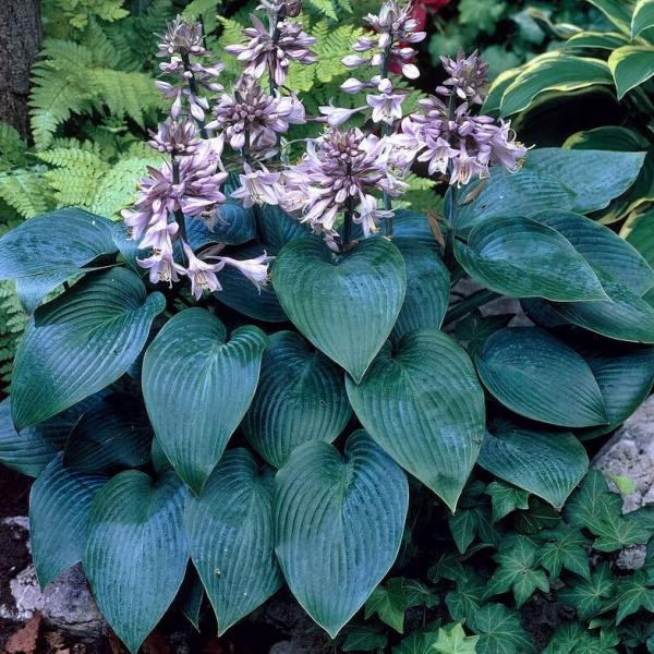 Хоста 'Canadian Blue'