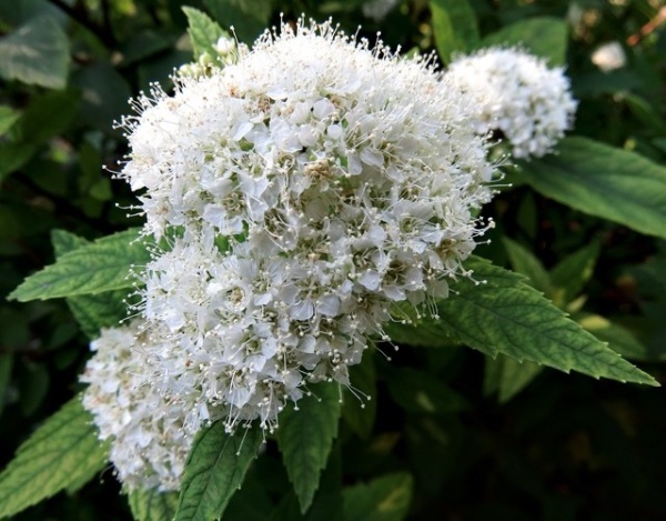 albiflora2