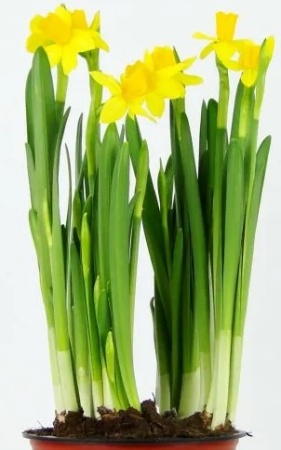 кашпонарциссы кашпонарциссы