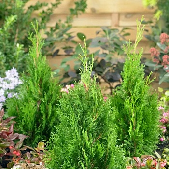 Туя западная Miky