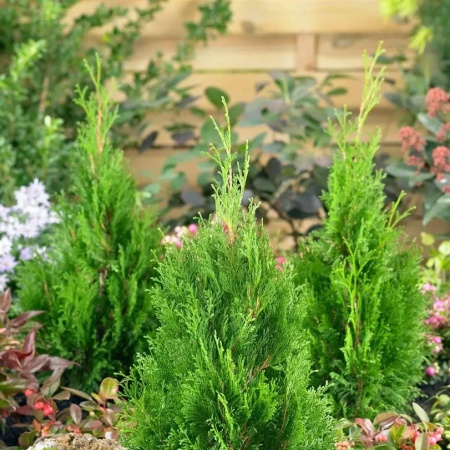 Туя западная Miky4