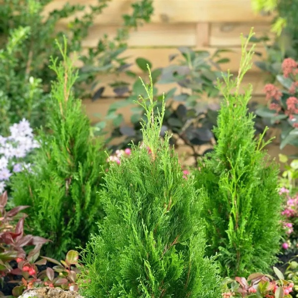 Туя западная Miky4