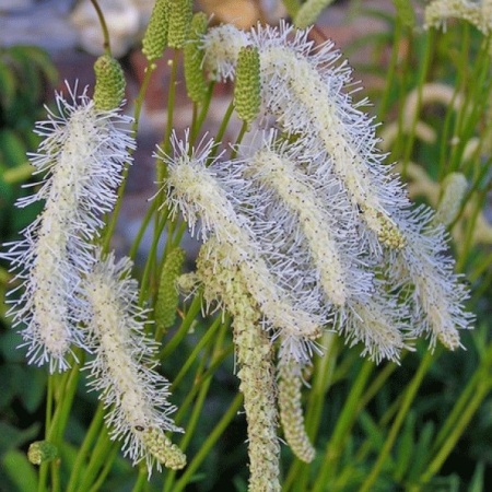 Кровохлебка тонколистная Alba