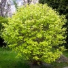 Пузыреплодник калинолистный Лютеус 'Luteus'3