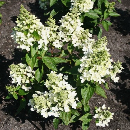 Гортензия метельчатая Magical Vesuvio2