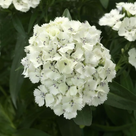 Гвоздика бородатая Dart Scarlet4