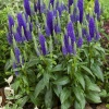 Вероника Ulster Blue Dwarf3