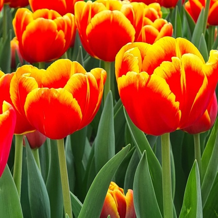 Тюльпан Denmark2