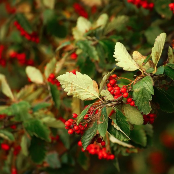 Рябина промежуточная6