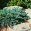 Можжевельник казацкий Blue Danube