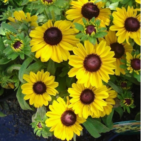 Рудбекия мохнатая Toto Lemon