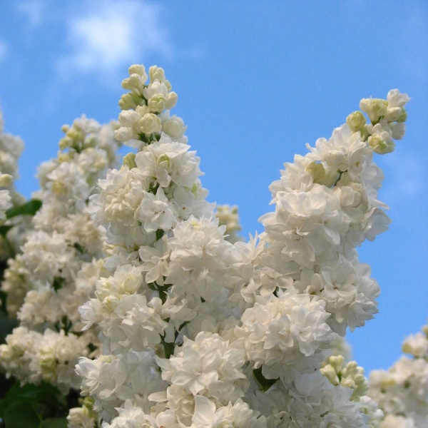 сирень Моник Лемуан