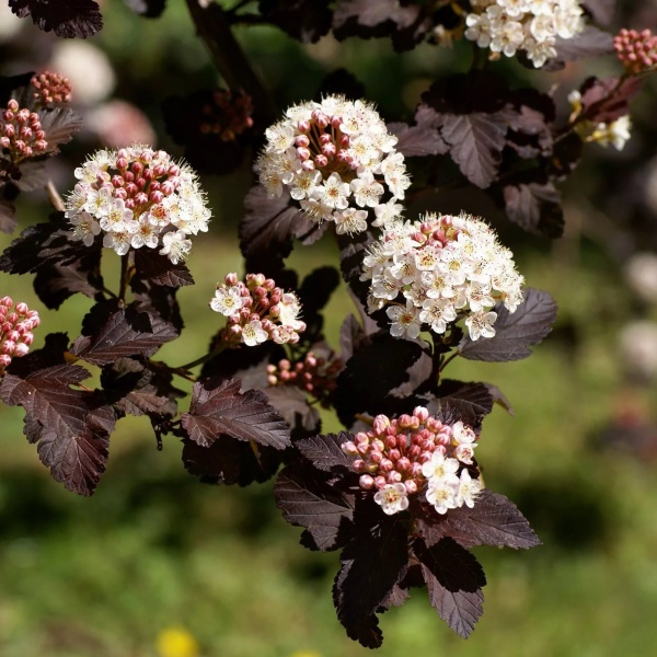 Пузыреплодник калинолистный Диабло3