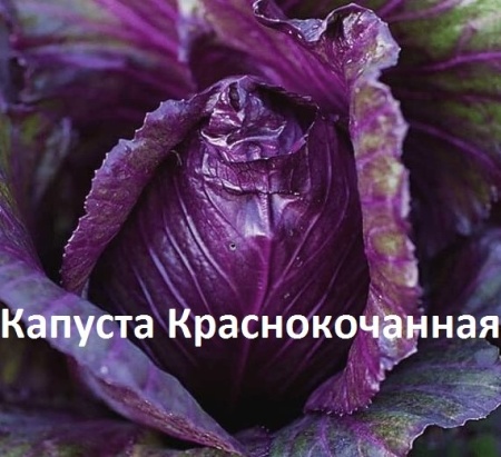 капуста краснокочанная