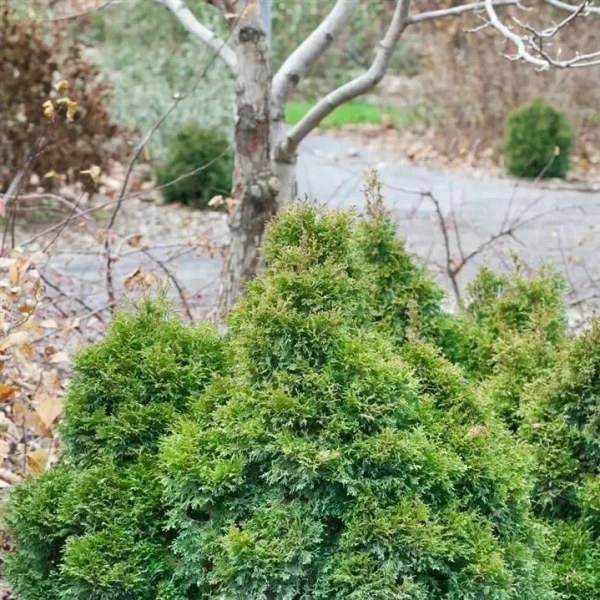 Туя западная Miky5