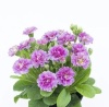 Примула Pollyanna Pink Fountein